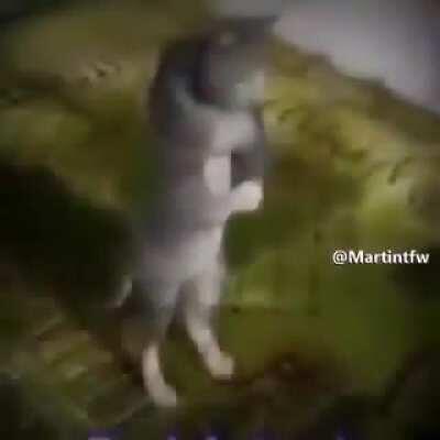 هل جئت حقا لترى الترجمة؟