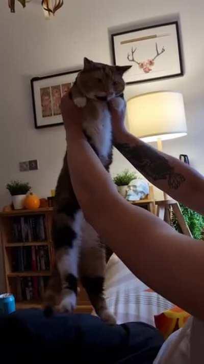 Anyone else's cats just super chill all the time?