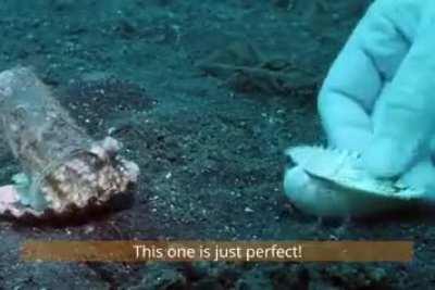 Diver convinces octopus to trade his plastic cup for a seashell.