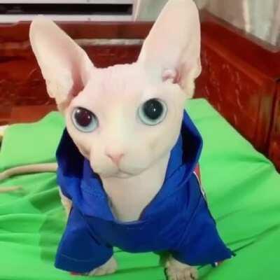 Bingus appreciation post