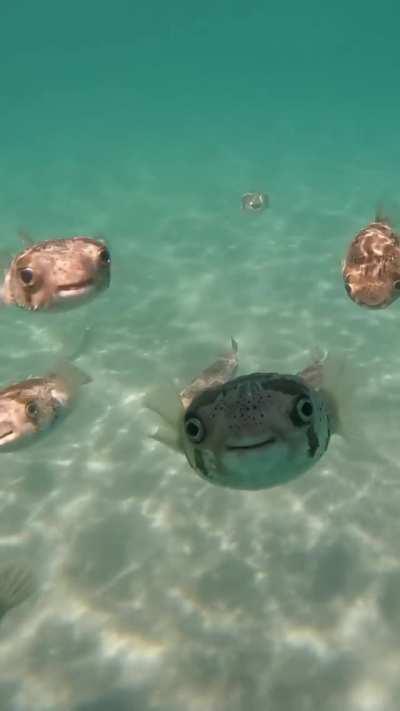 Curious puffer fish