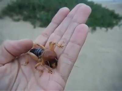 🔥 This huge and fascinating potato bug