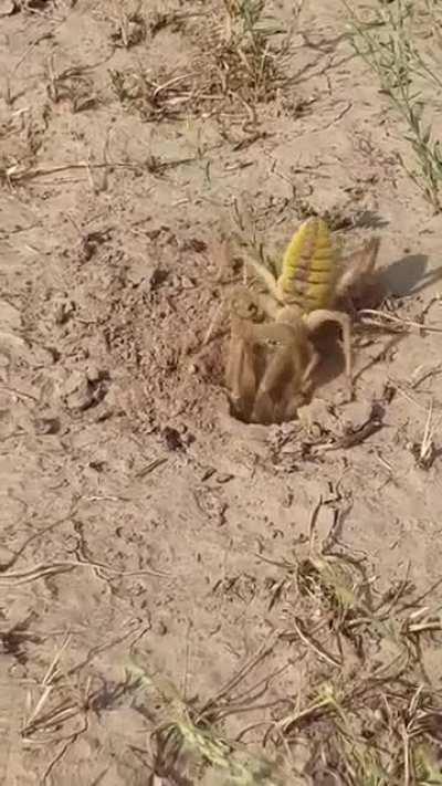 what the hell is that?