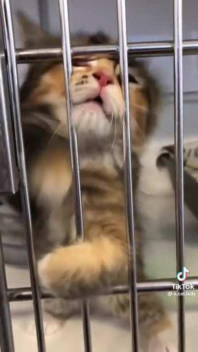 criminal sent to jail after being declared too dangerous to be kept on the streets