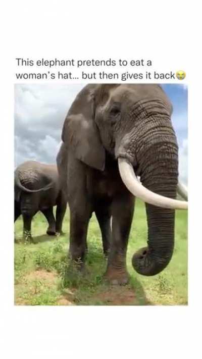 Elephants with a sense of humor