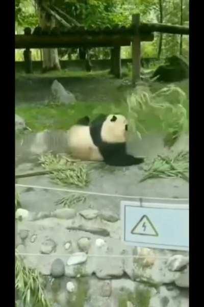 Vicious Ninja Training !!