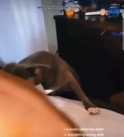 cat rkos dog