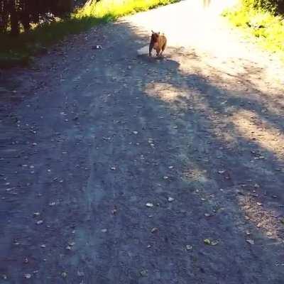 This is the way my dog stops when he knows that he is running too fast :)