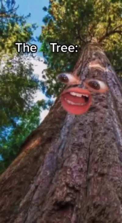 tree pp