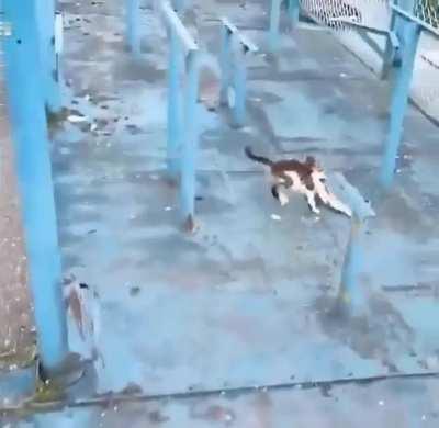 criminal with malicious intents caught stealing