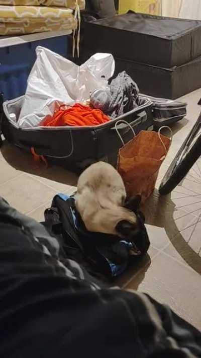 When my cat makes his bed he does a little happy dance.