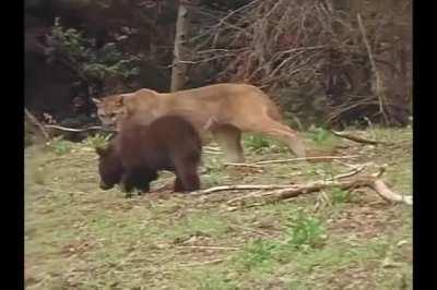 Bear cub Vs Puma