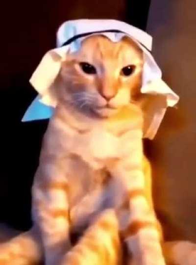 Lmao arab cat