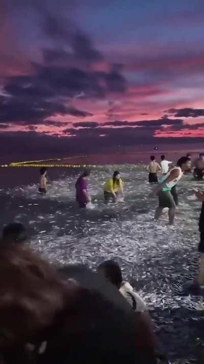 Millions of sardines washed up on the shore in the Philippines, turning the coastline silver for miles
