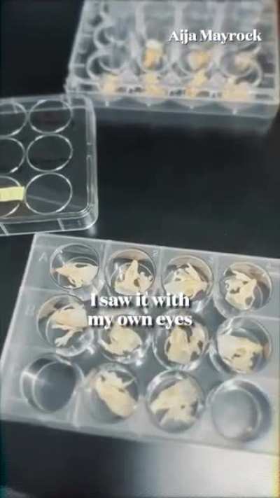 A Japanese research team has developed a drug that can regrow human teeth