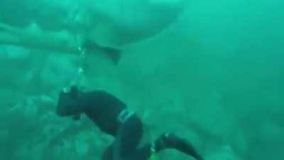 Another reason I no longer care to go scuba diving.