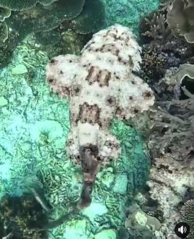 Wobbegong cruising over the Great Barrier Reef 😍! 🎥IG: jacintashackleton