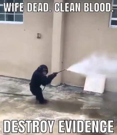 Monke avoids suspicion