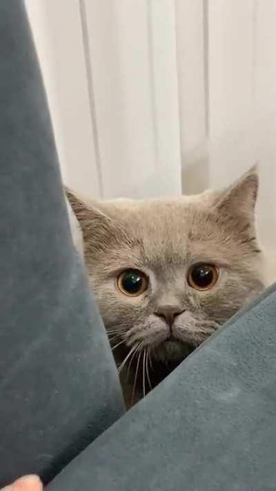 Когда курнул с котом