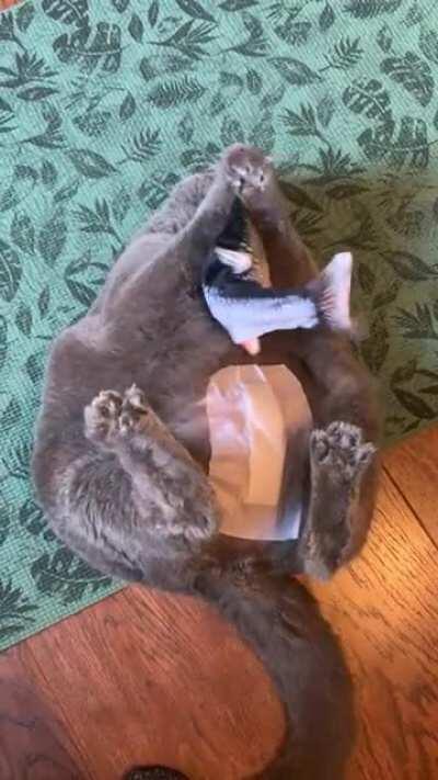 Chonker caught a FISHY & is recovering well! (Pitoe has severe scoliosis which makes her short & round. Queen of chonks! Xray in comments.)