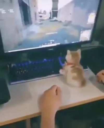 Un michi jugando, Qué piola. :D