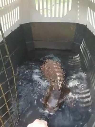 Bubbles is helping me clean her travel crate! Go check out our Facebook page too! Federally licensed wildlife center. FPWC.net