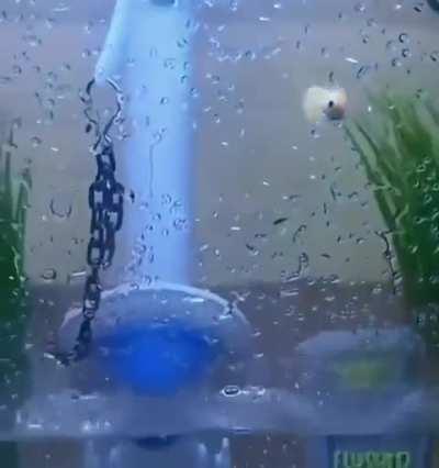 Fish tank black magic