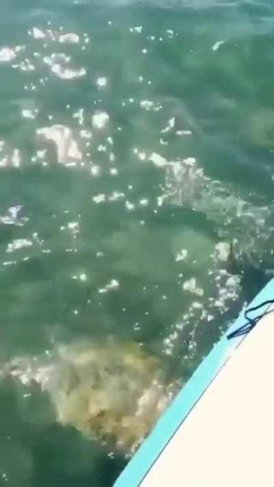 Surfer has a memorable encounter 