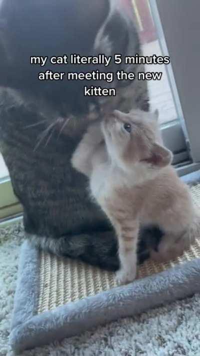 Cat meets the new Kitten