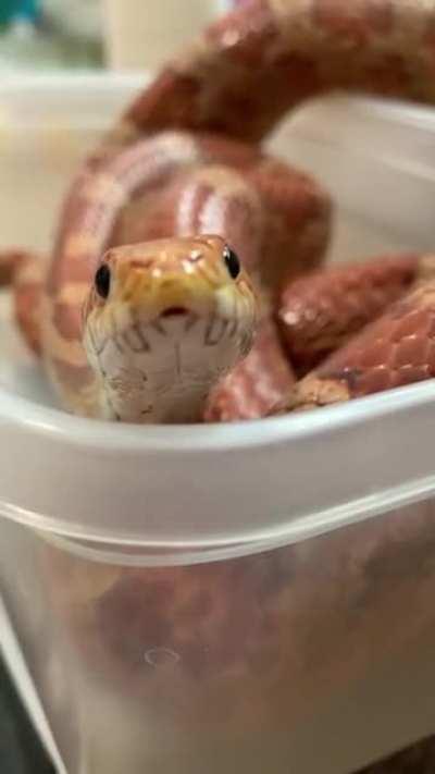 People: “sNeKs ArEnT cUtE!” Sneks: