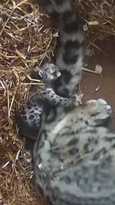 Feeling down? Go hug your Mamma's tail