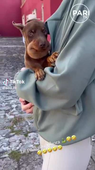 Mi perrito se parece a Nissa cuando está triste 😟