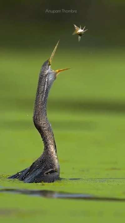 oh wow that's awesome