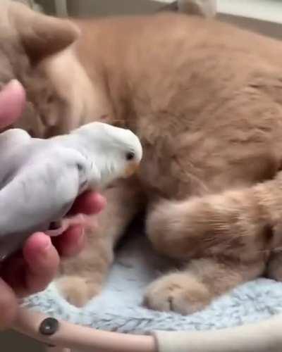 This bird's favorite comfortable place