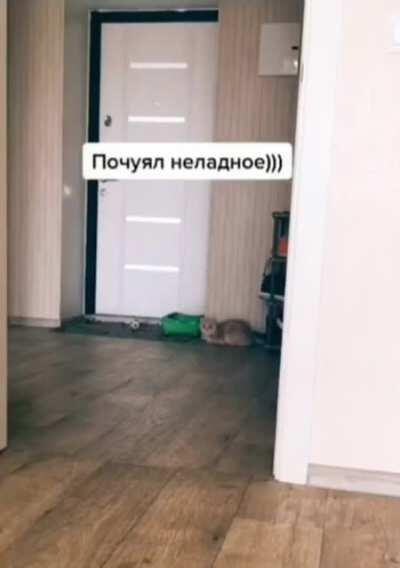 Что делает кот?