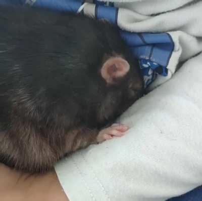 Boggles from a 2 year old rat that got adopted yesterday