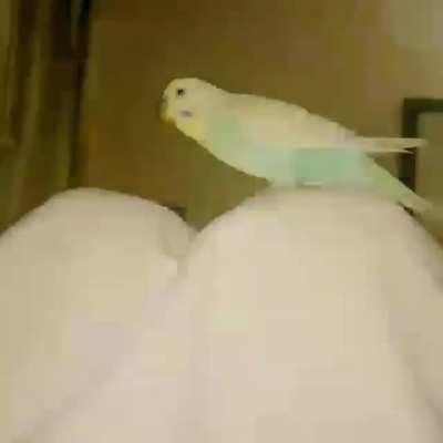 Yakın zamanda kusum öldü bı videoyu görmek beni üzdü 😔😔👈👈