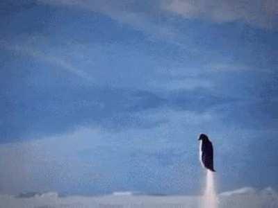 Penguin go brrrrr