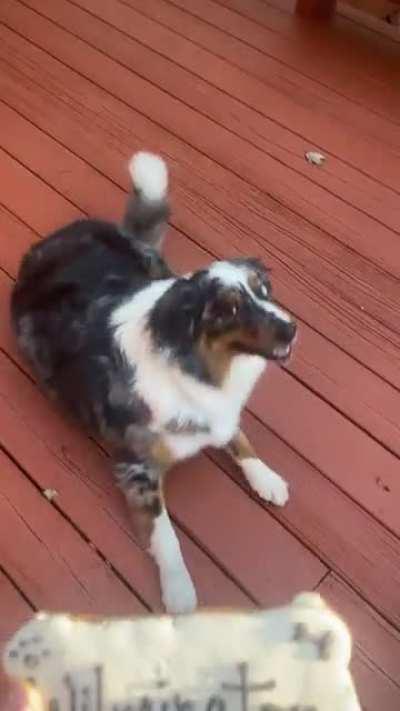 SOS my dog is broken 😂