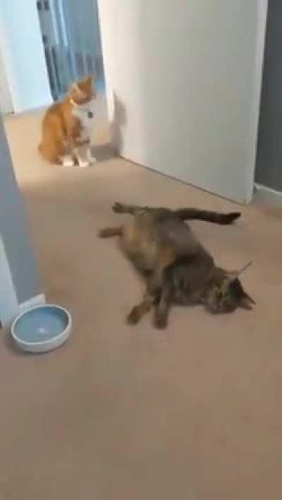 Pow, right in the kisser