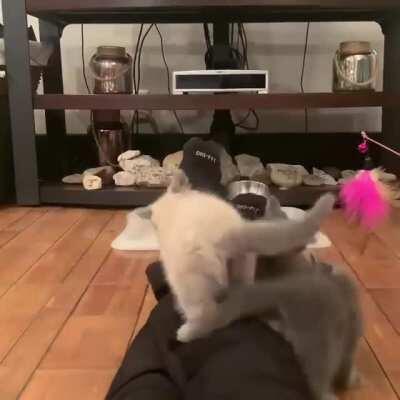 My wife didn’t know about the third kitten until it was too late, I think she likes them.