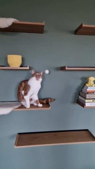 Our little guy likes to play catch with ping pong balls, but sometimes forgets to actually catch ...