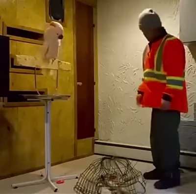 The nicest bird in America 