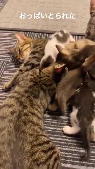 Cat has no space to drink milk