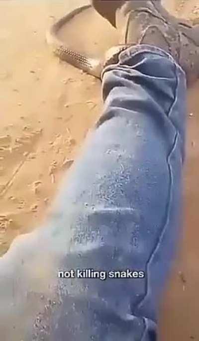 Aussie man vs Tiger Snake