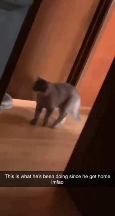 Kitty says “Hello”