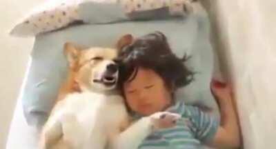 We have a dog to take care of the house.