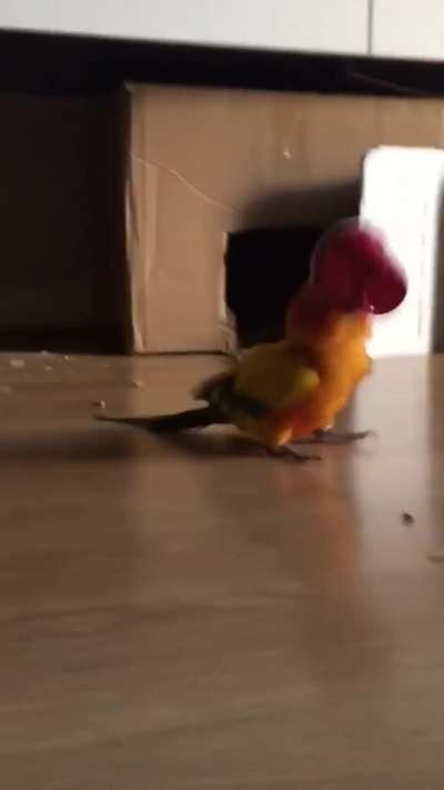 My parrot has gone completely mad! 😂