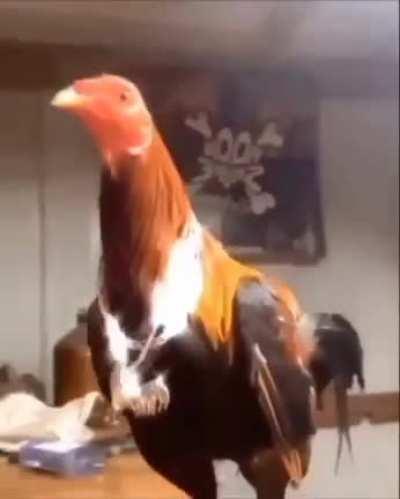 drip cock😧😏🔥💀