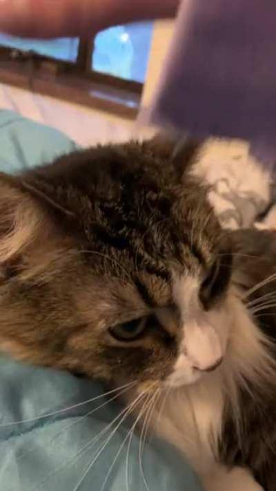 He acts like he needs love.